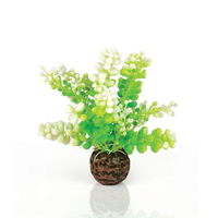 Image biOrb Green Caulerpa